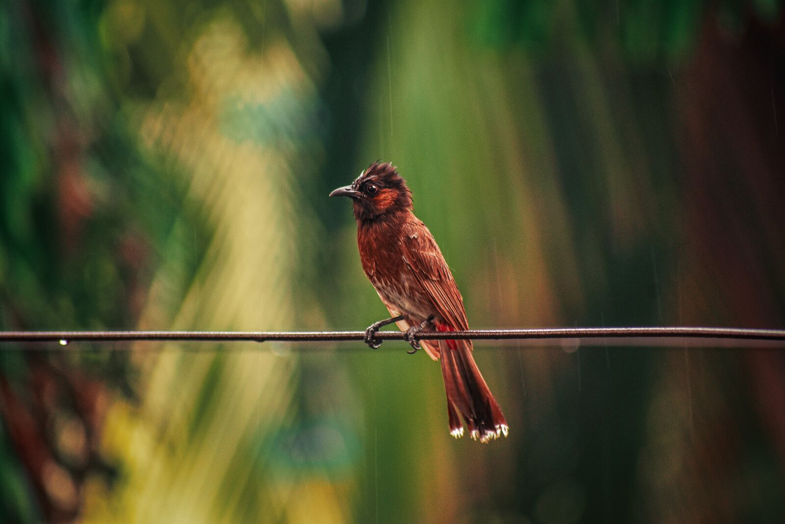 Nikon D3400 sample photo. Bird, wildlife, natural photography
