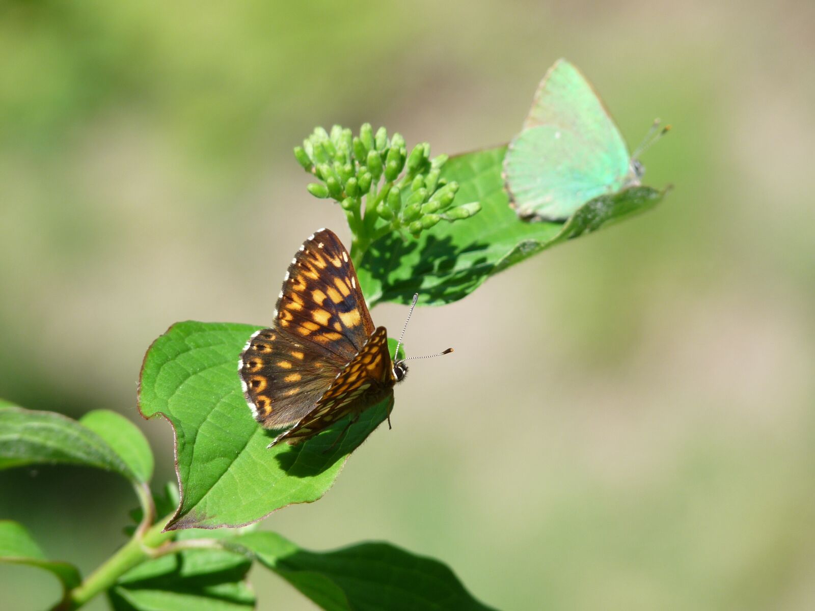 Panasonic Lumix DMC-FZ28 sample photo. Duke of burgundy, butterfly photography