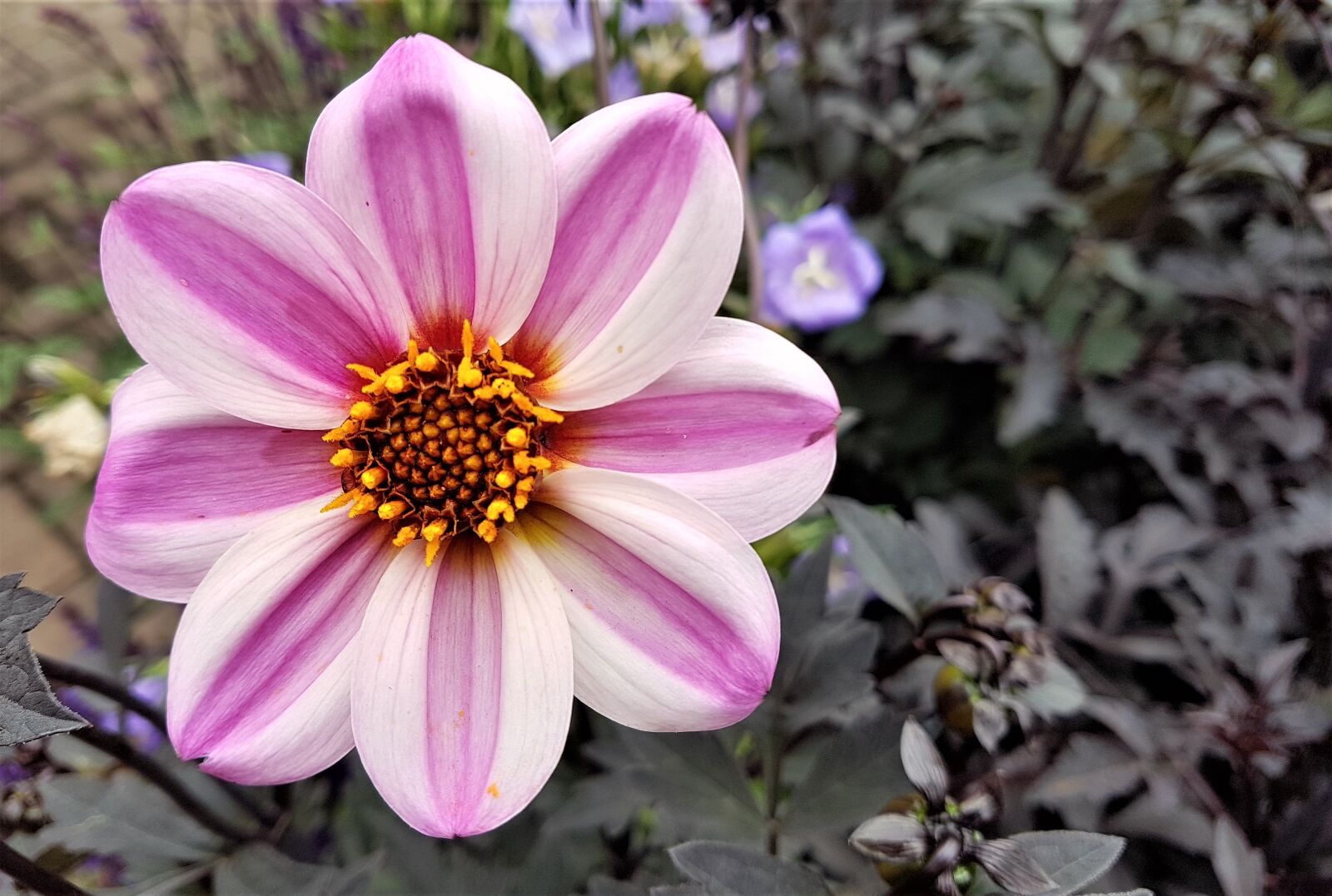 Samsung Galaxy S7 Edge sample photo. Flower, bloom, plant photography