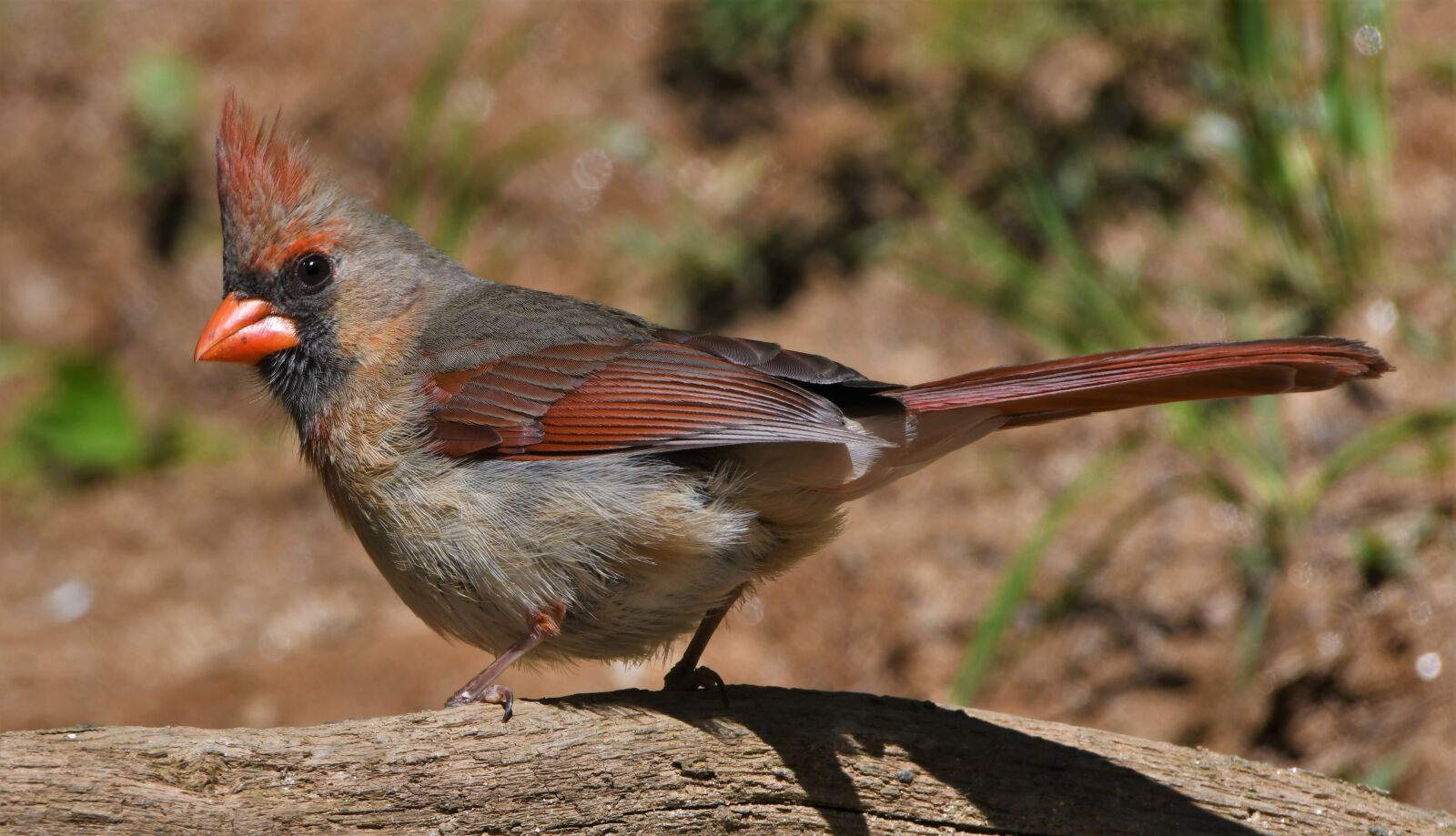 Nikon D850 sample photo. Bird, redbird, cardinal photography