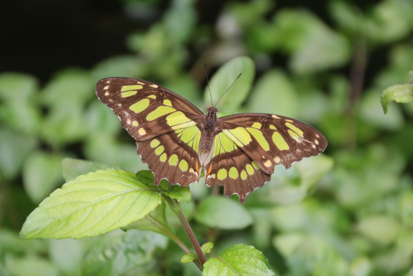 Canon EOS 1100D (EOS Rebel T3 / EOS Kiss X50) sample photo. Butterfly, nature, leaf photography