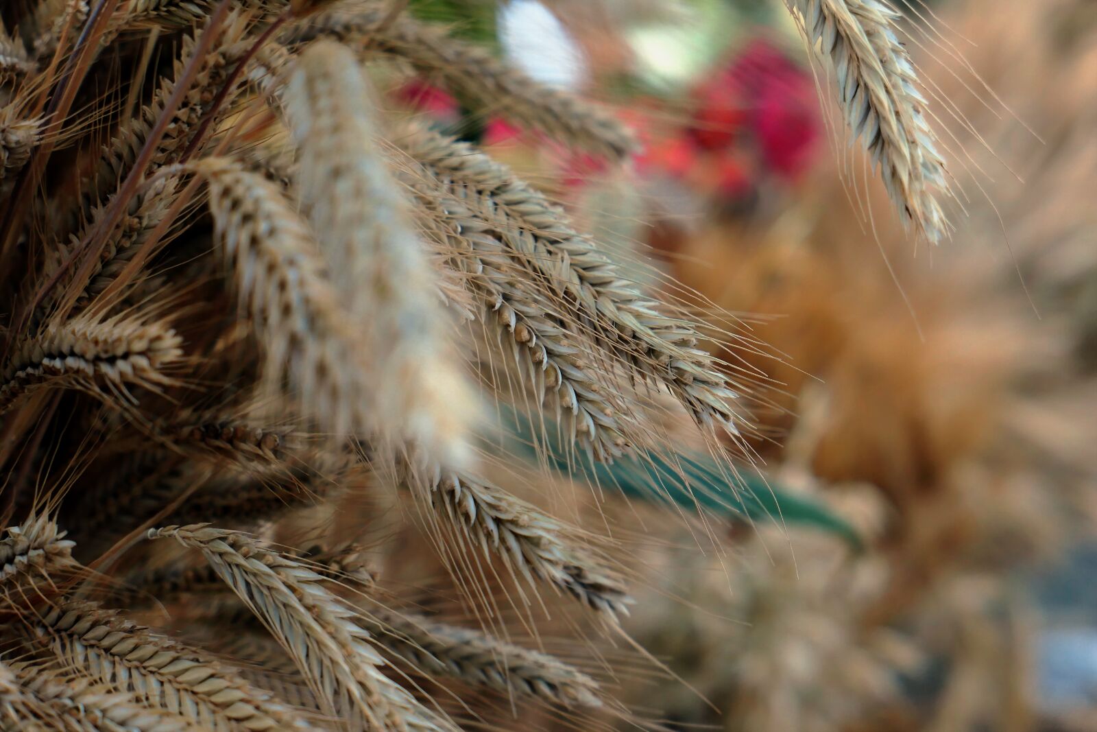 Panasonic Lumix DMC-LX10 (Lumix DMC-LX15) sample photo. Cereals, bread, wheat photography
