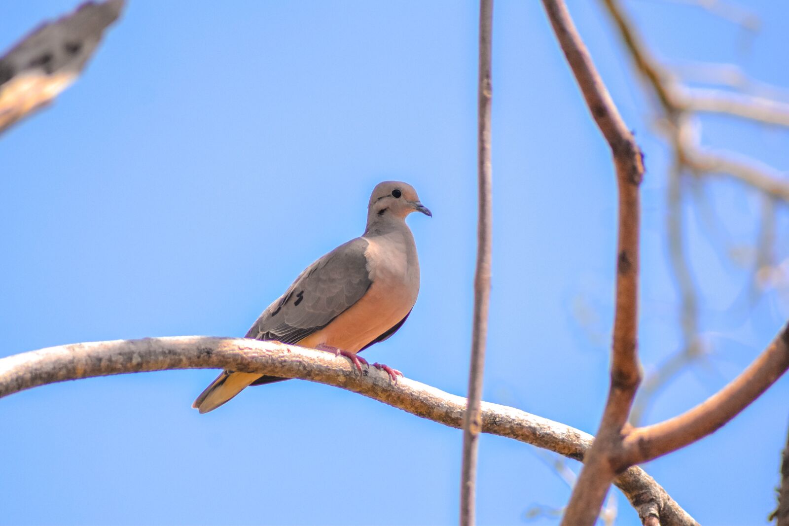 Nikon D5500 sample photo. Tree, bird, nature photography