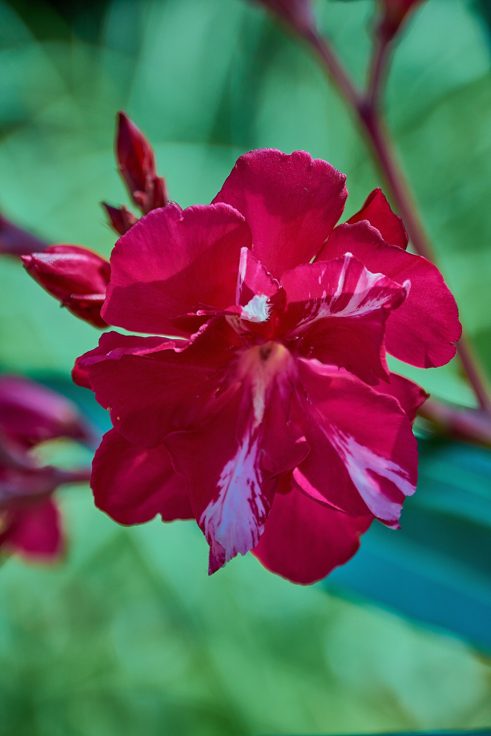 Nikon D7200 sample photo. Oleander, flower, red photography
