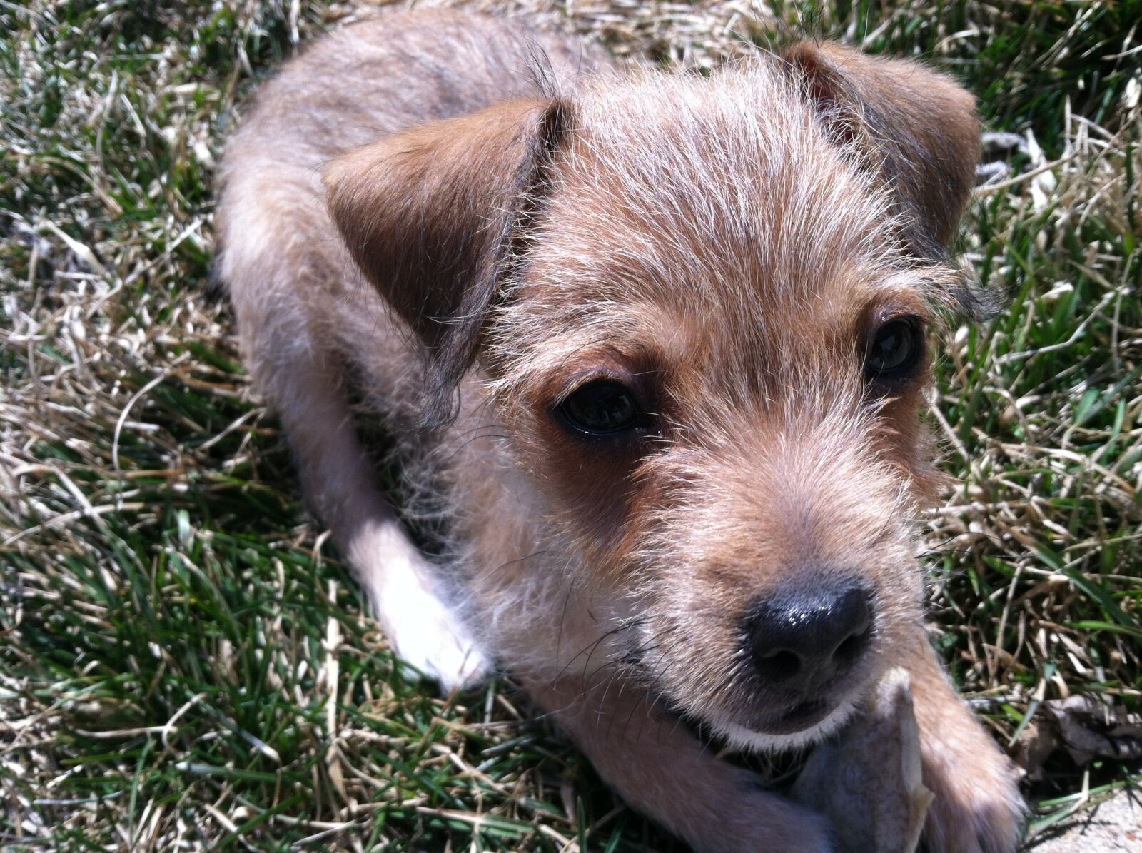 Apple iPhone 4 sample photo. Puppy, adorable, sweet photography