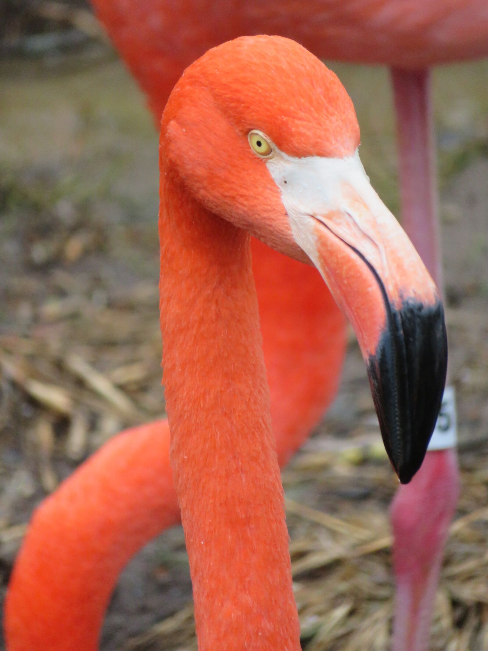 Canon PowerShot SX720 HS sample photo. Flamingo, pink, bird photography