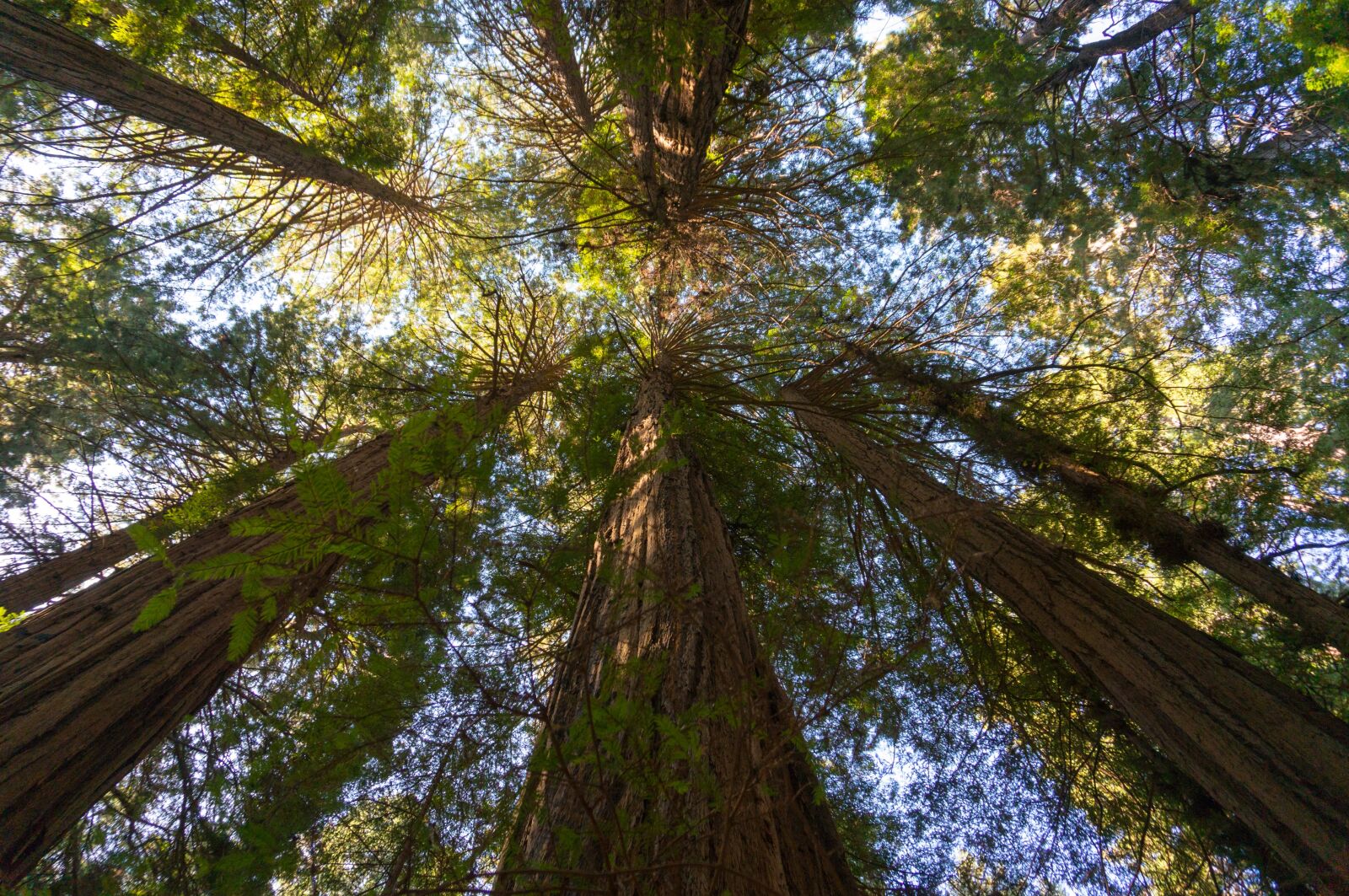 Sony Alpha NEX-6 sample photo. Giant redwoods, san francisco photography