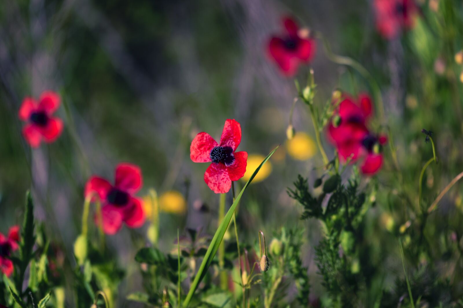 Nikon D5300 sample photo. Poppies, fields, nature photography