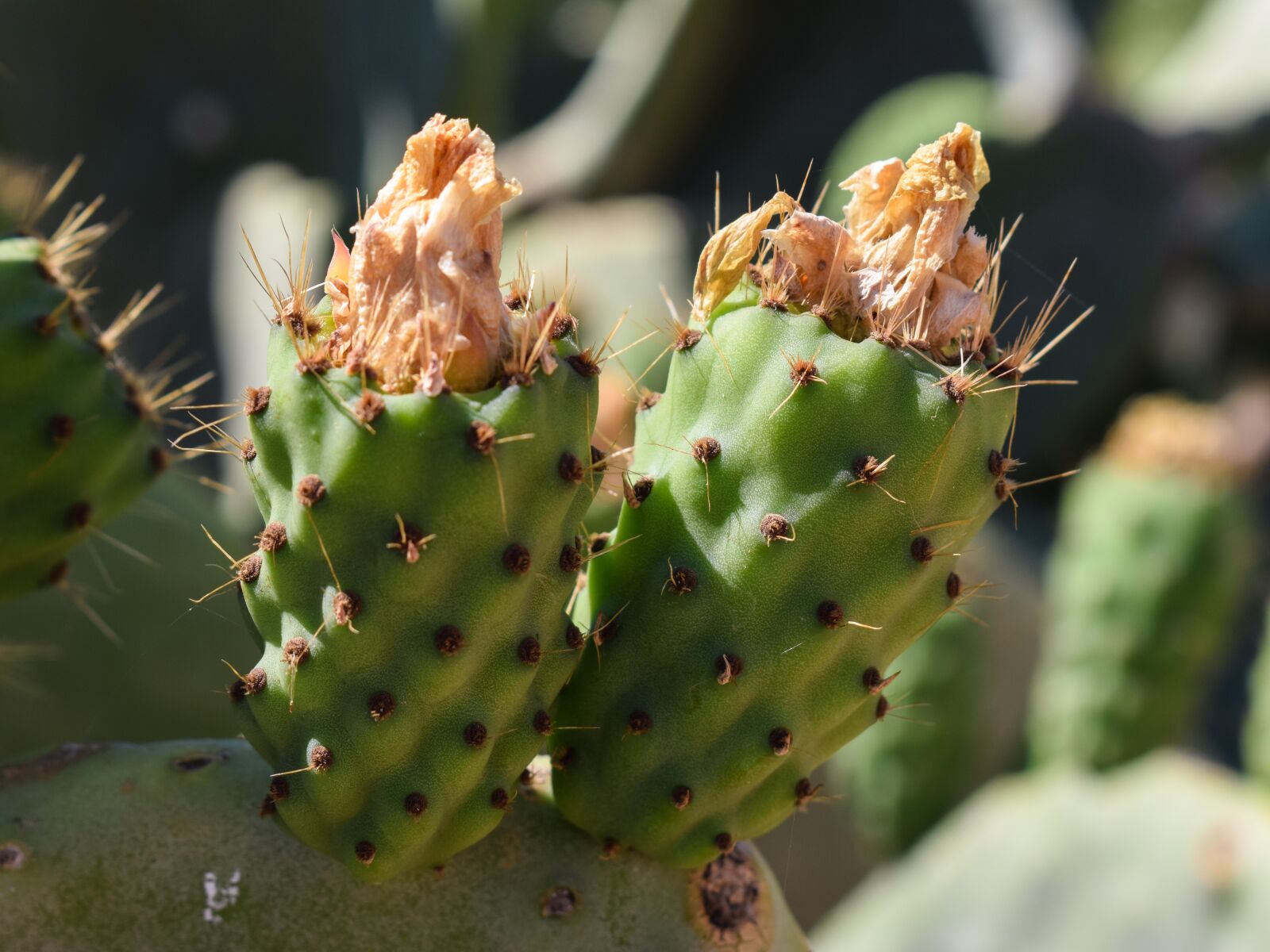 Nikon D3300 sample photo. Prickly pear, plant, cactus photography