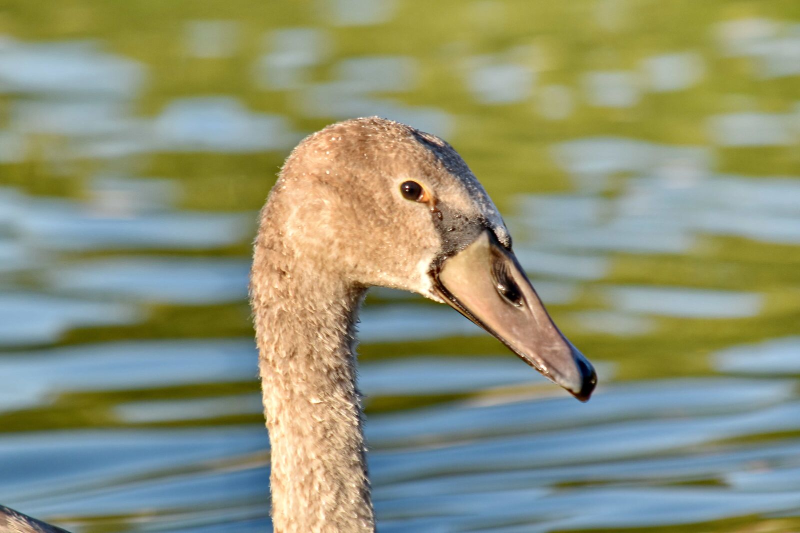 Nikon D5500 sample photo. Bird, portrait, side view photography