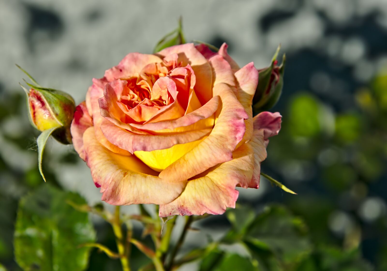 Nikon D750 sample photo. Rose, rose petals, blossom photography