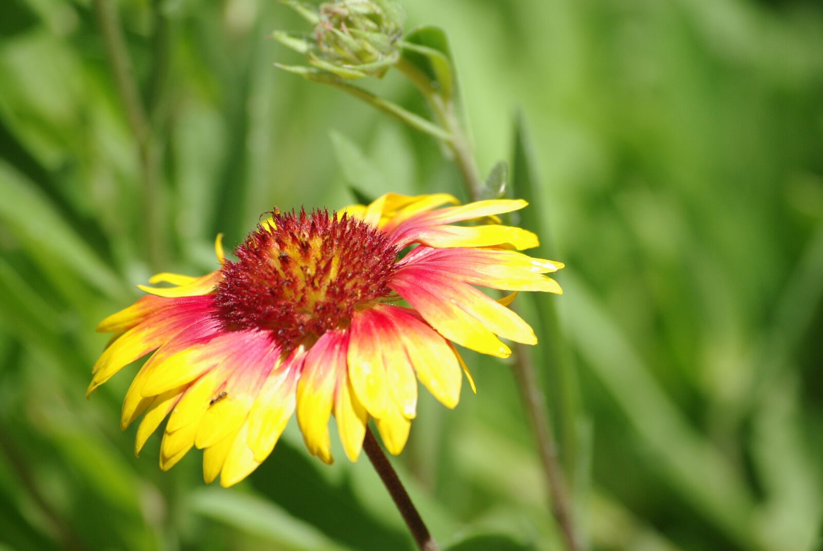 Pentax K200D sample photo. Flower, yellow, red photography