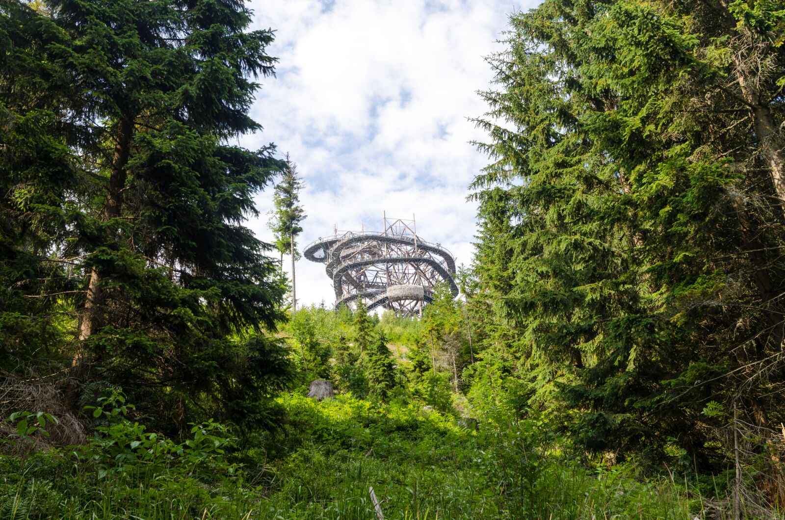Nikon D5100 sample photo. Clouds, conifers, environment, fir photography