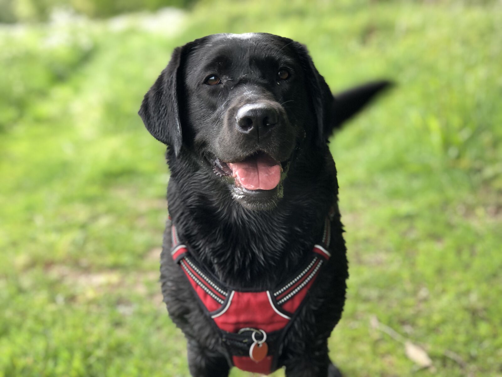 iPhone 8 Plus back dual camera 6.6mm f/2.8 sample photo. Dog, happy, tail wagging photography