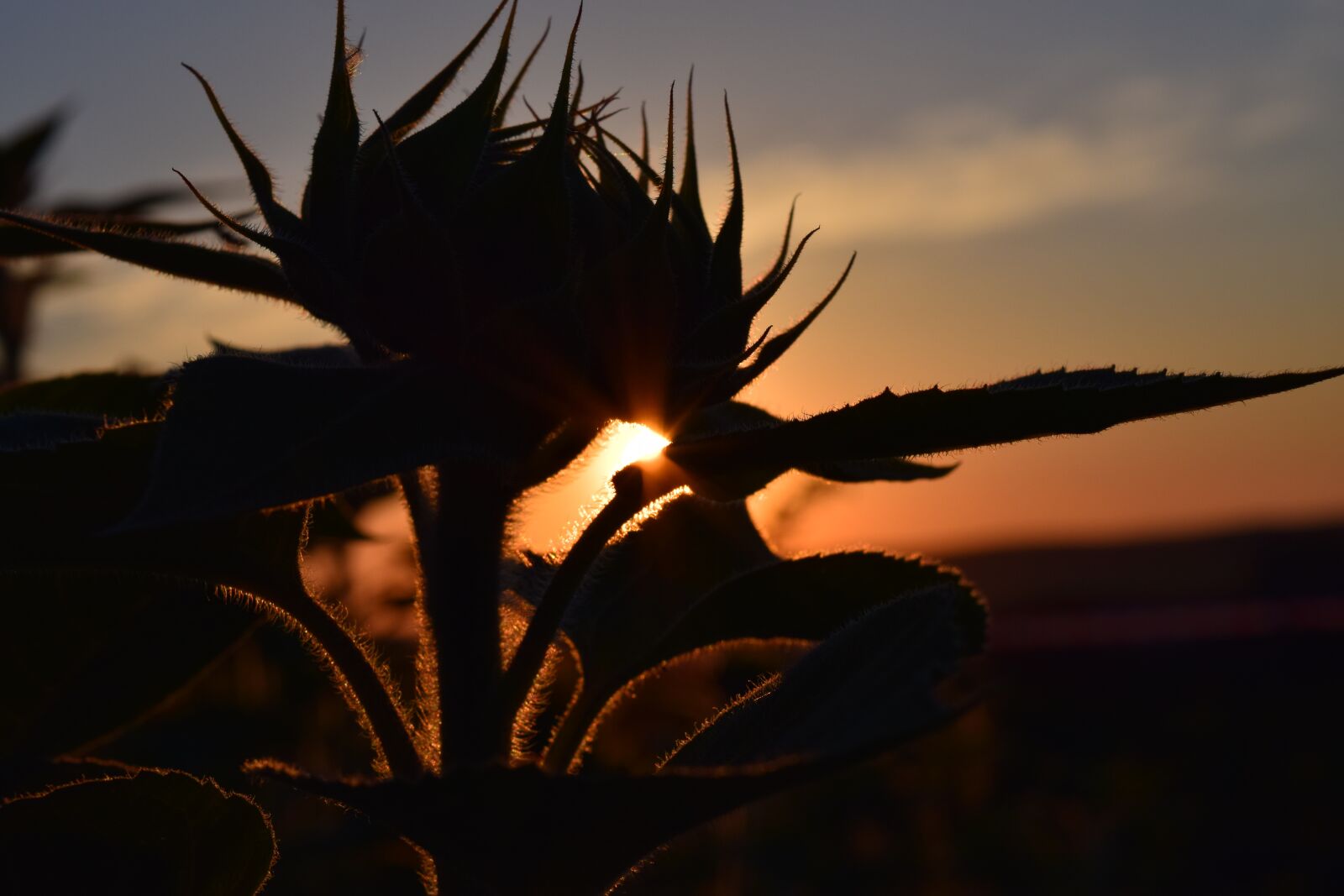 Nikon D3300 sample photo. Sunset, sunflower, backlighting photography