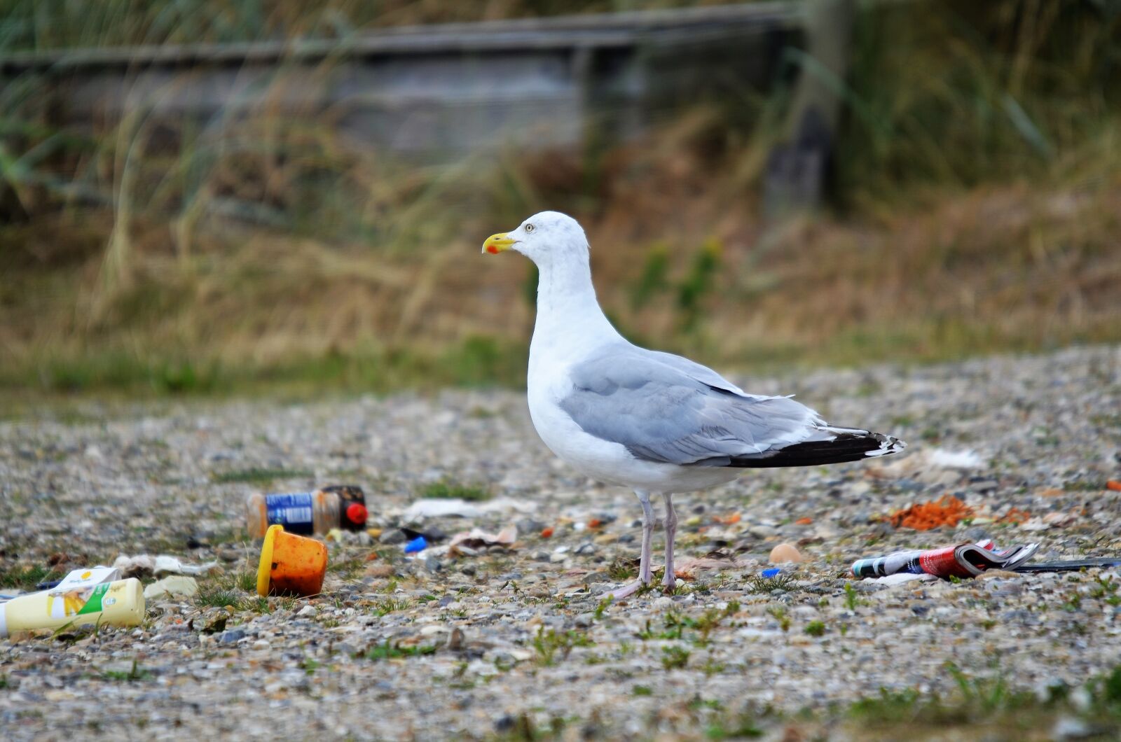 Nikon D5100 sample photo. Garbage, gull, bird in photography