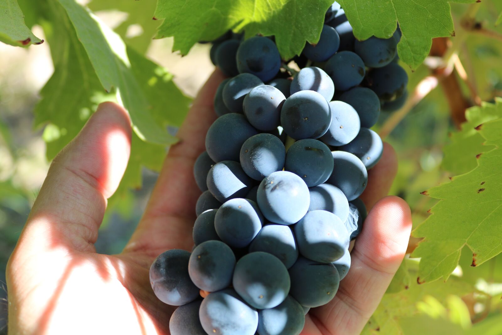 Canon EOS 750D (EOS Rebel T6i / EOS Kiss X8i) sample photo. Vintage, grapes, grape photography
