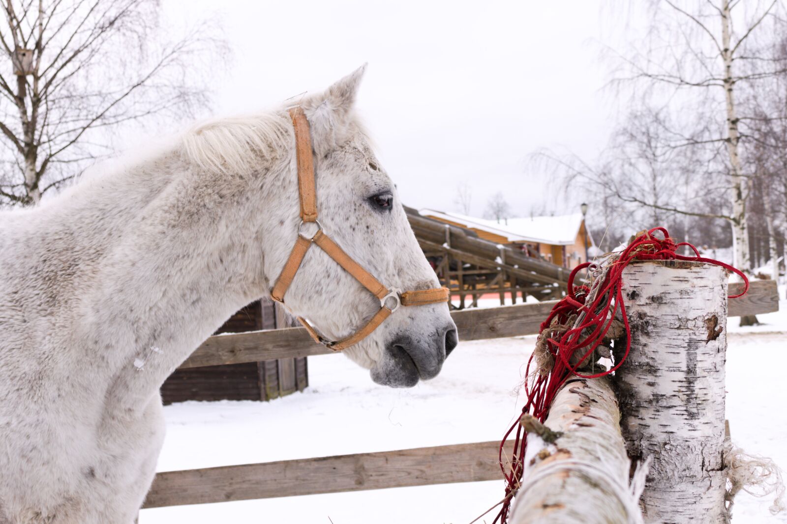 Canon EOS 750D (EOS Rebel T6i / EOS Kiss X8i) sample photo. Horse, winter, snow photography