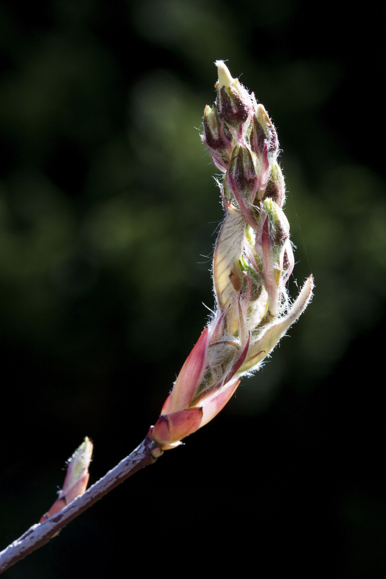 Canon EOS 50D sample photo. Amelanchier, kernobstgewaechs, large photography