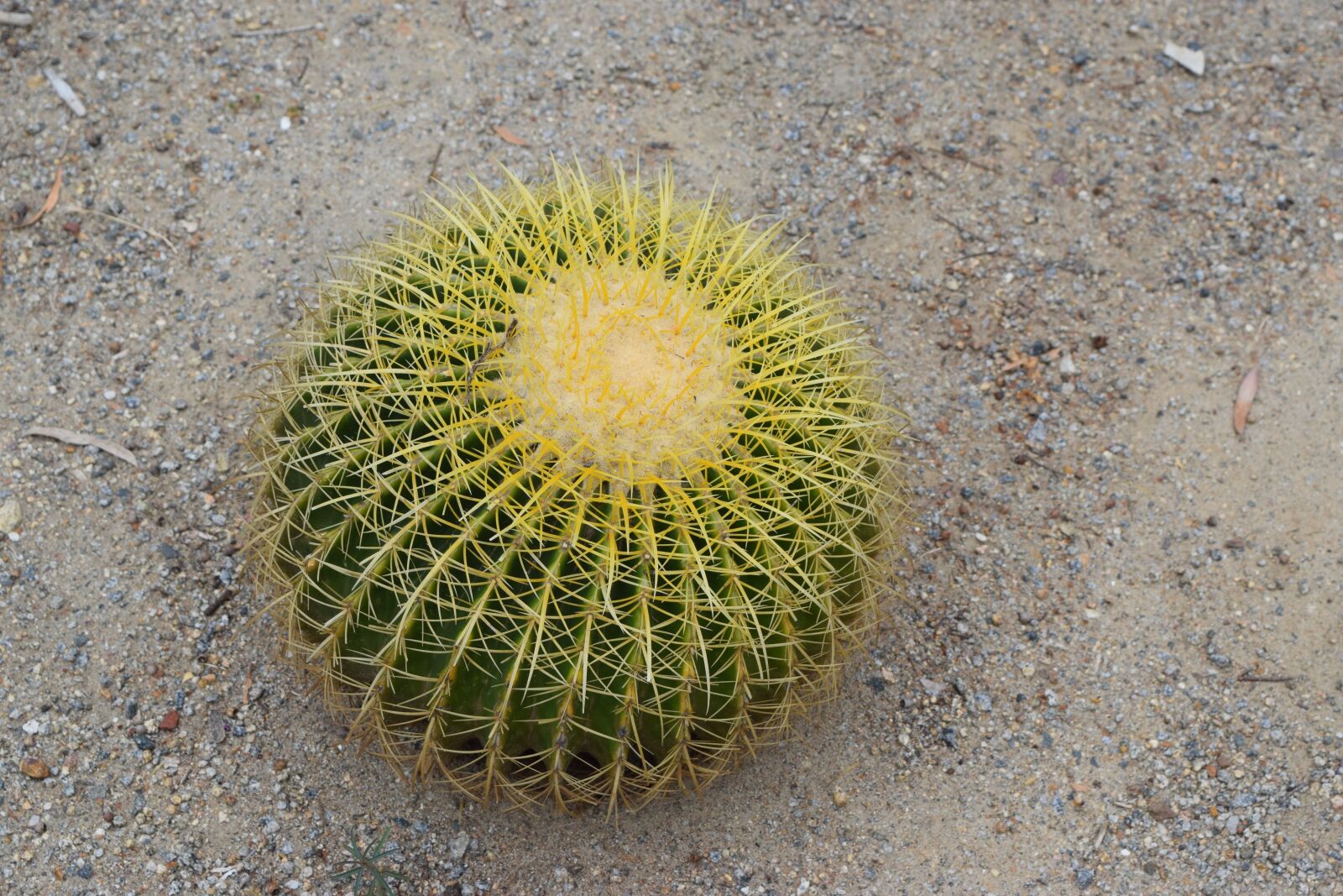 Nikon D3300 sample photo. Cactus, succulents, garden photography