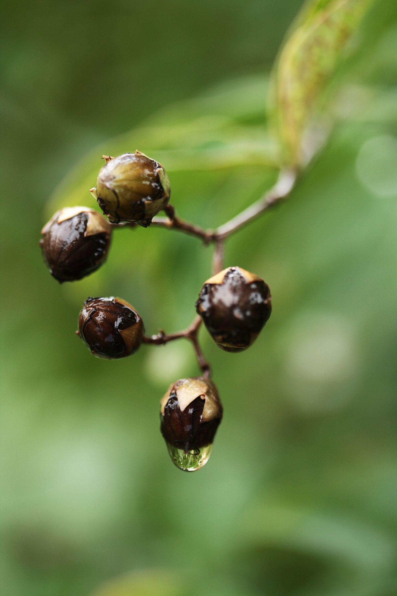 Canon EOS 40D sample photo. Plant, drop, macro photography