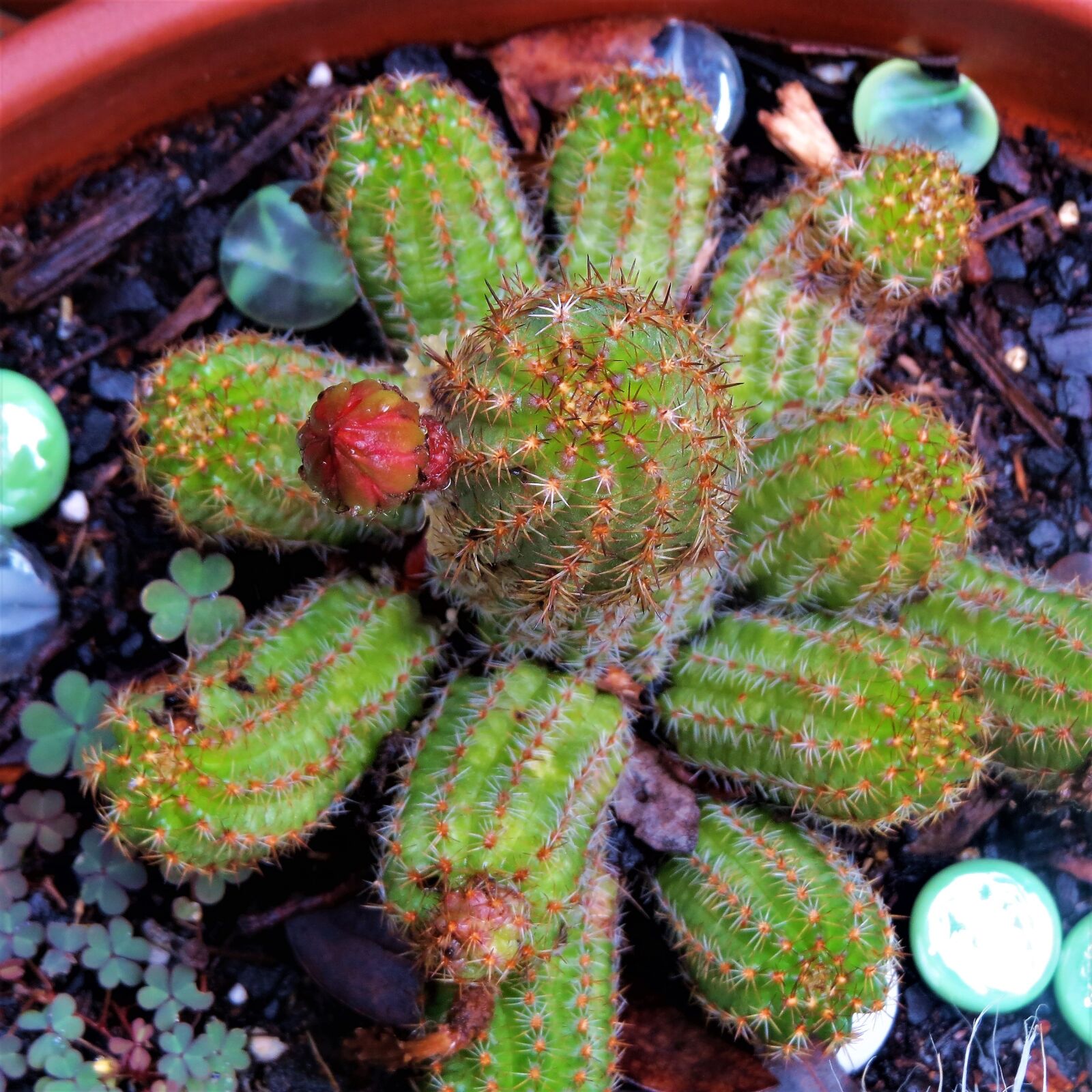 Canon PowerShot SX50 HS sample photo. Cactus, bud, green photography