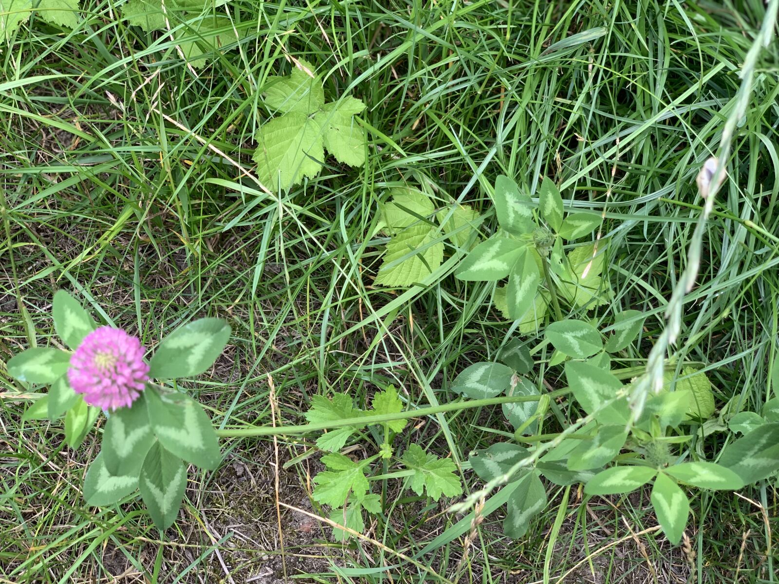 Apple iPhone XS sample photo. Grass, lawn, flower photography