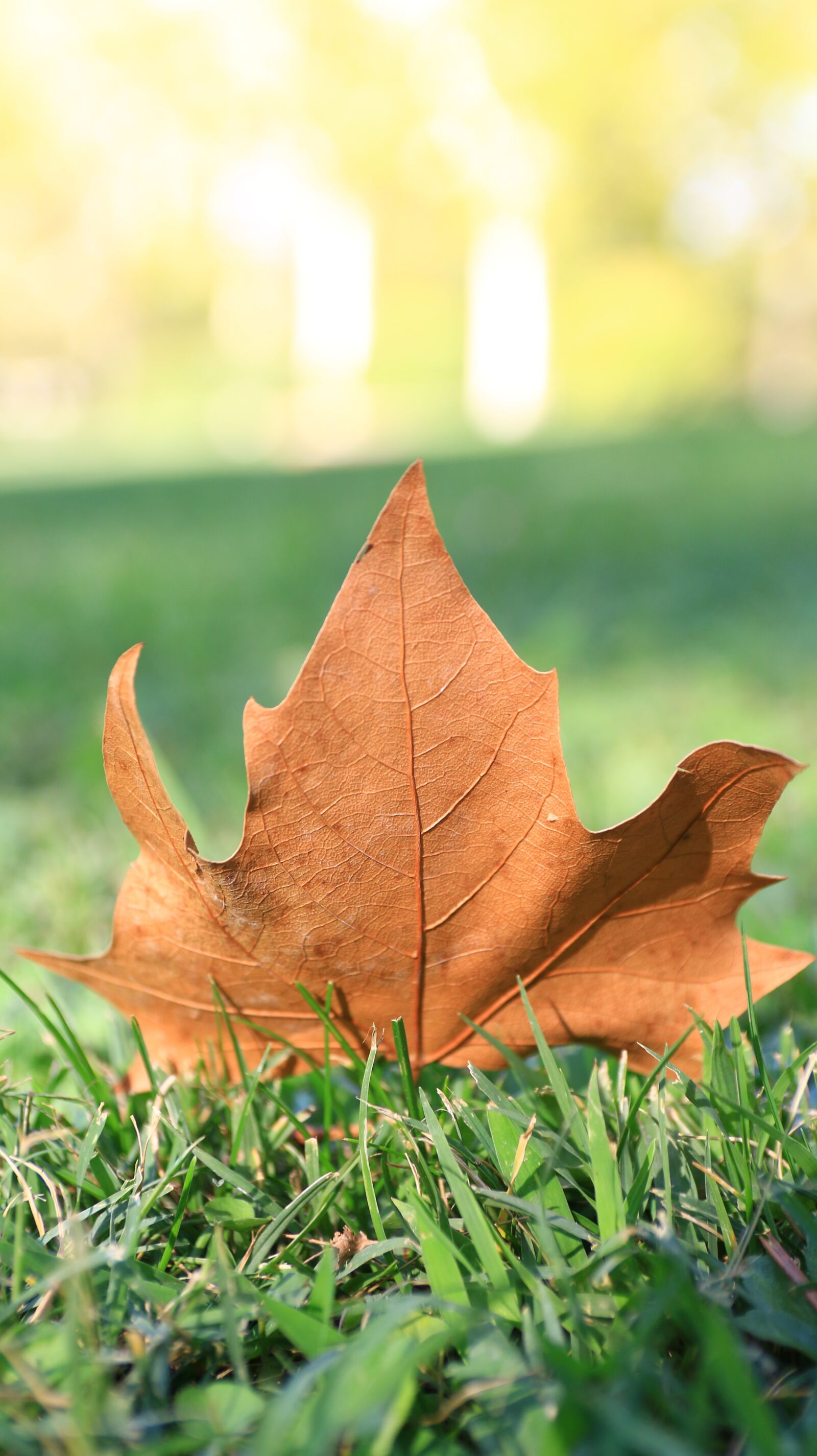 Canon EOS 70D sample photo. Leaf, foliage, grass photography