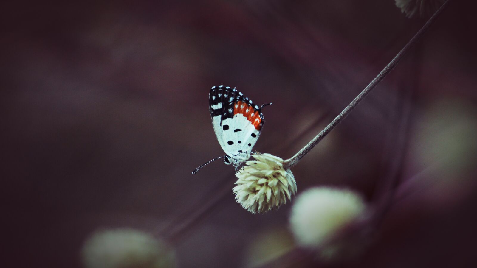 Canon EF-S 55-250mm F4-5.6 IS II sample photo. Kerala, india, red pierrot photography