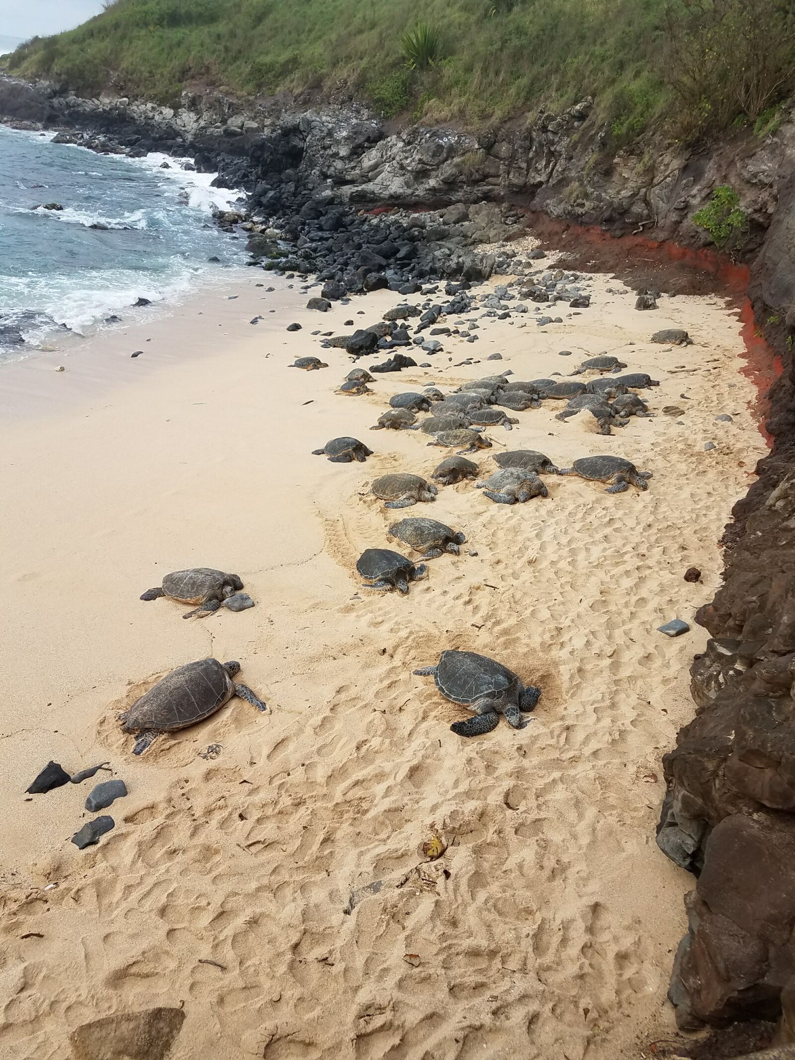 Samsung Galaxy S7 Edge sample photo. Beach, sand, sea, turtle photography