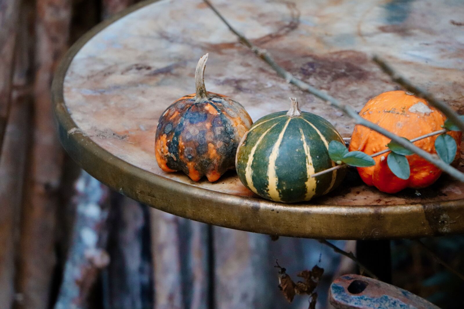 Canon EOS 800D (EOS Rebel T7i / EOS Kiss X9i) sample photo. Pumpkins, table, plants photography