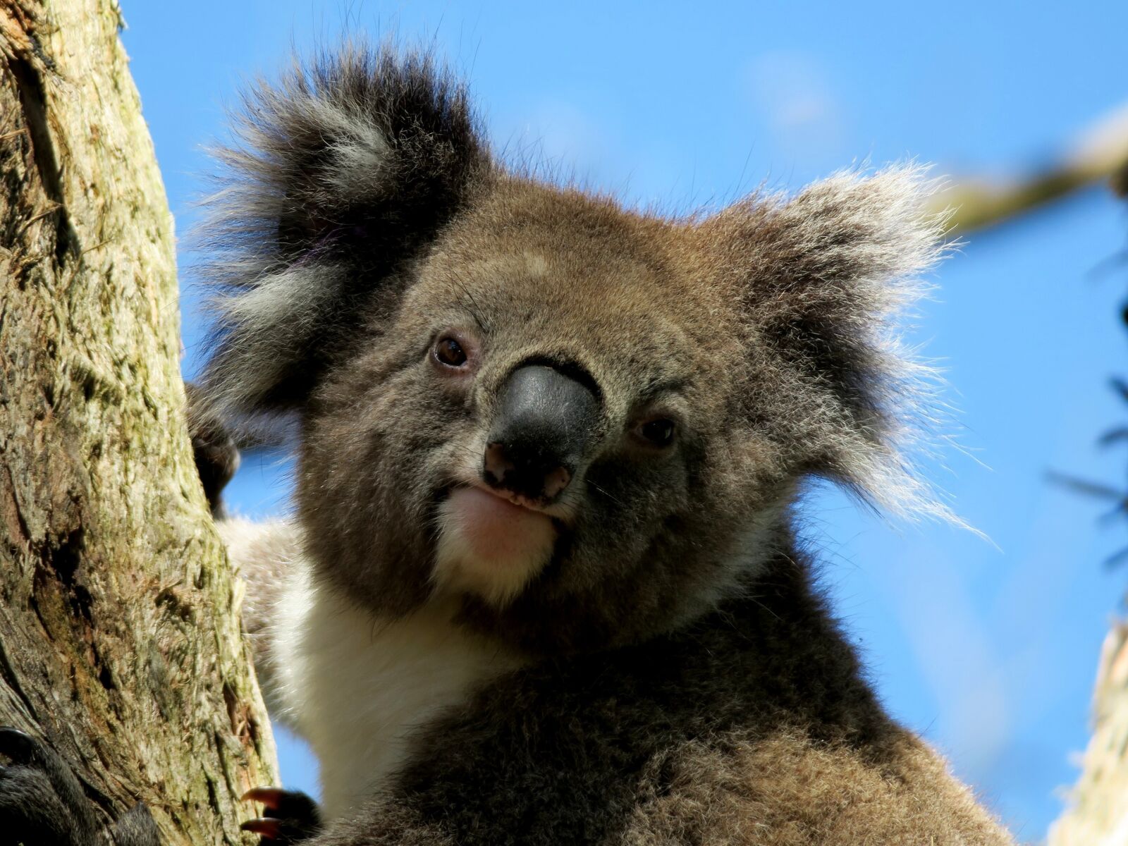 Canon PowerShot G3 X sample photo. Animal, koala, australia photography