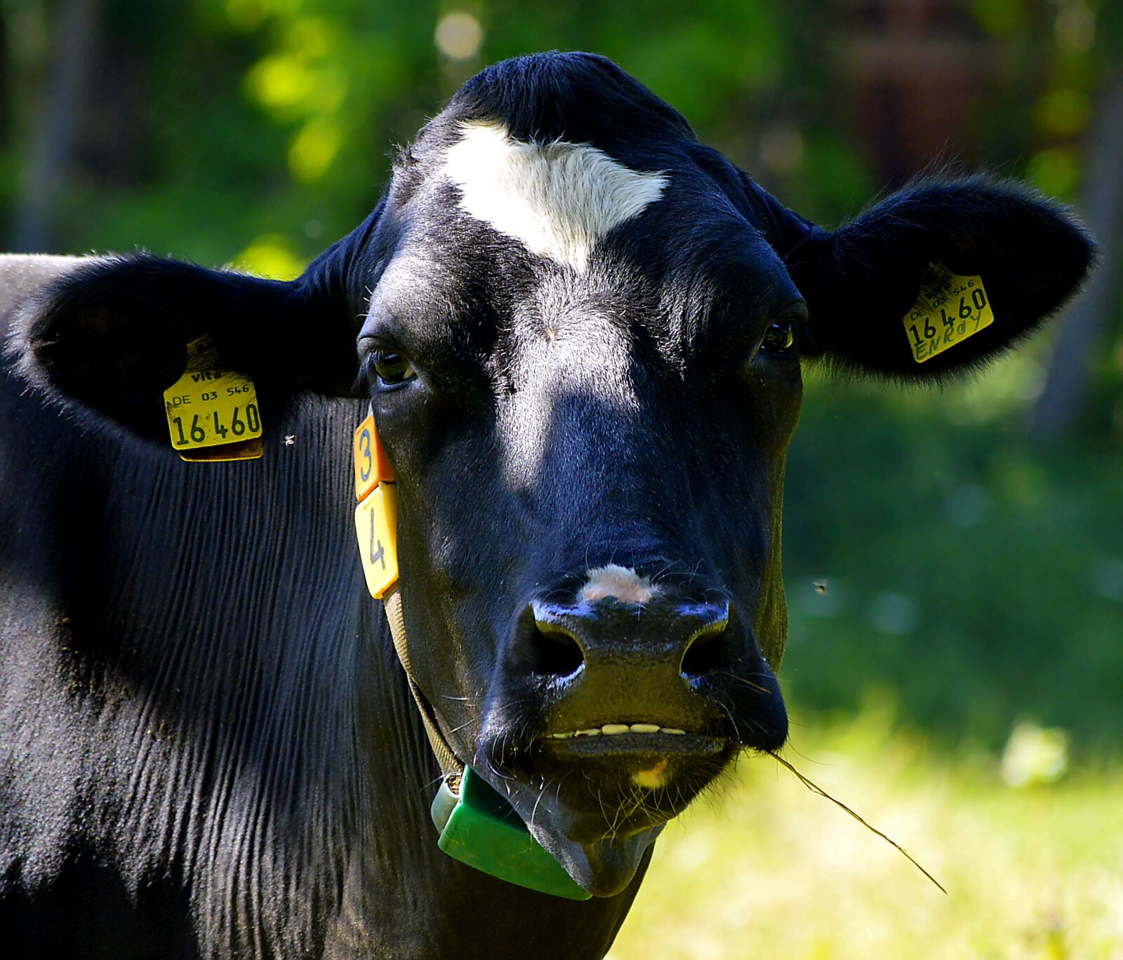 Nikon D3200 sample photo. Milk cow, milk, drink photography