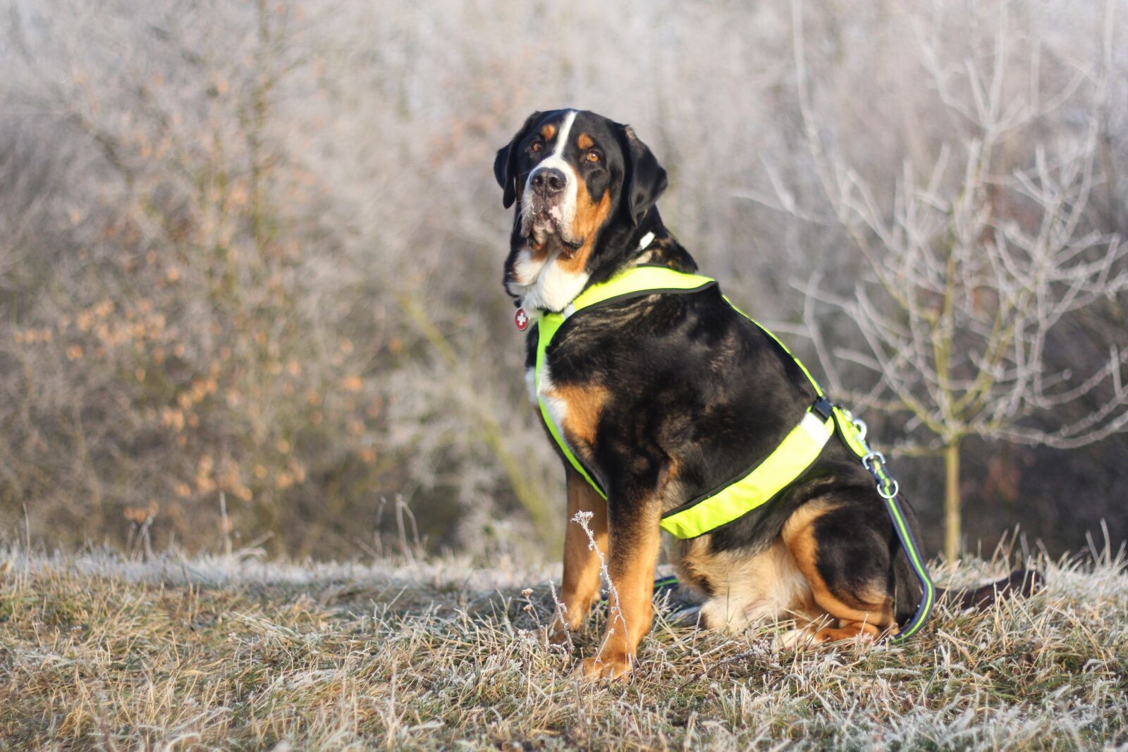 Canon EOS 60D + Canon EF 50mm F1.8 II sample photo. Greater swiss mountain, dog photography