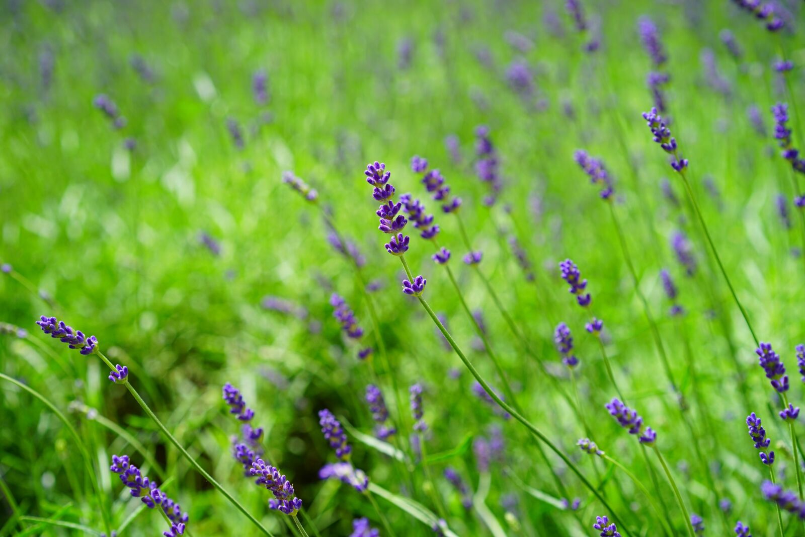 Sony a7 + Sony Sonnar T* FE 55mm F1.8 ZA sample photo. Lavender, lavender field, flowers photography