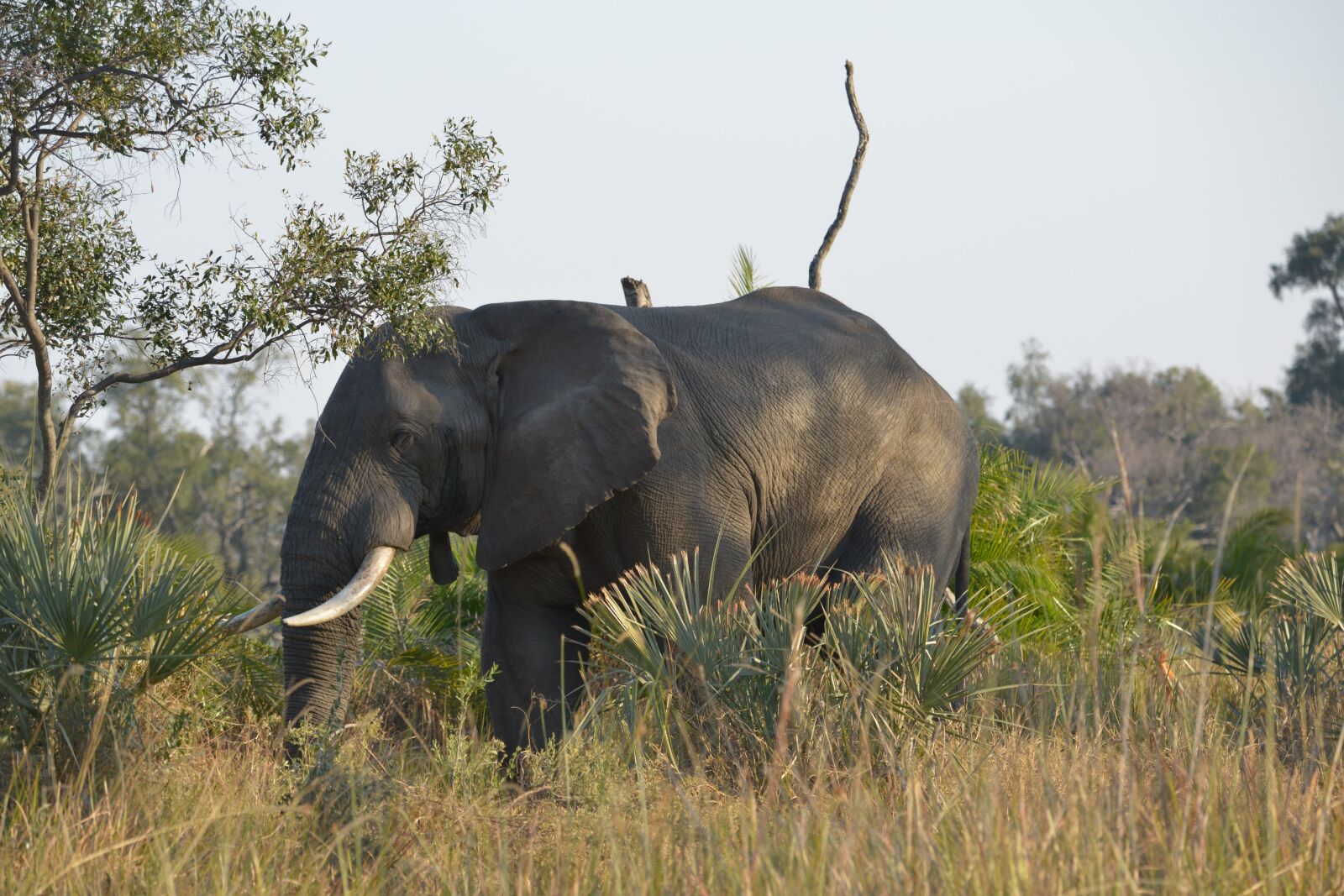 Nikon D800 sample photo. Elephant, africa, botswana photography