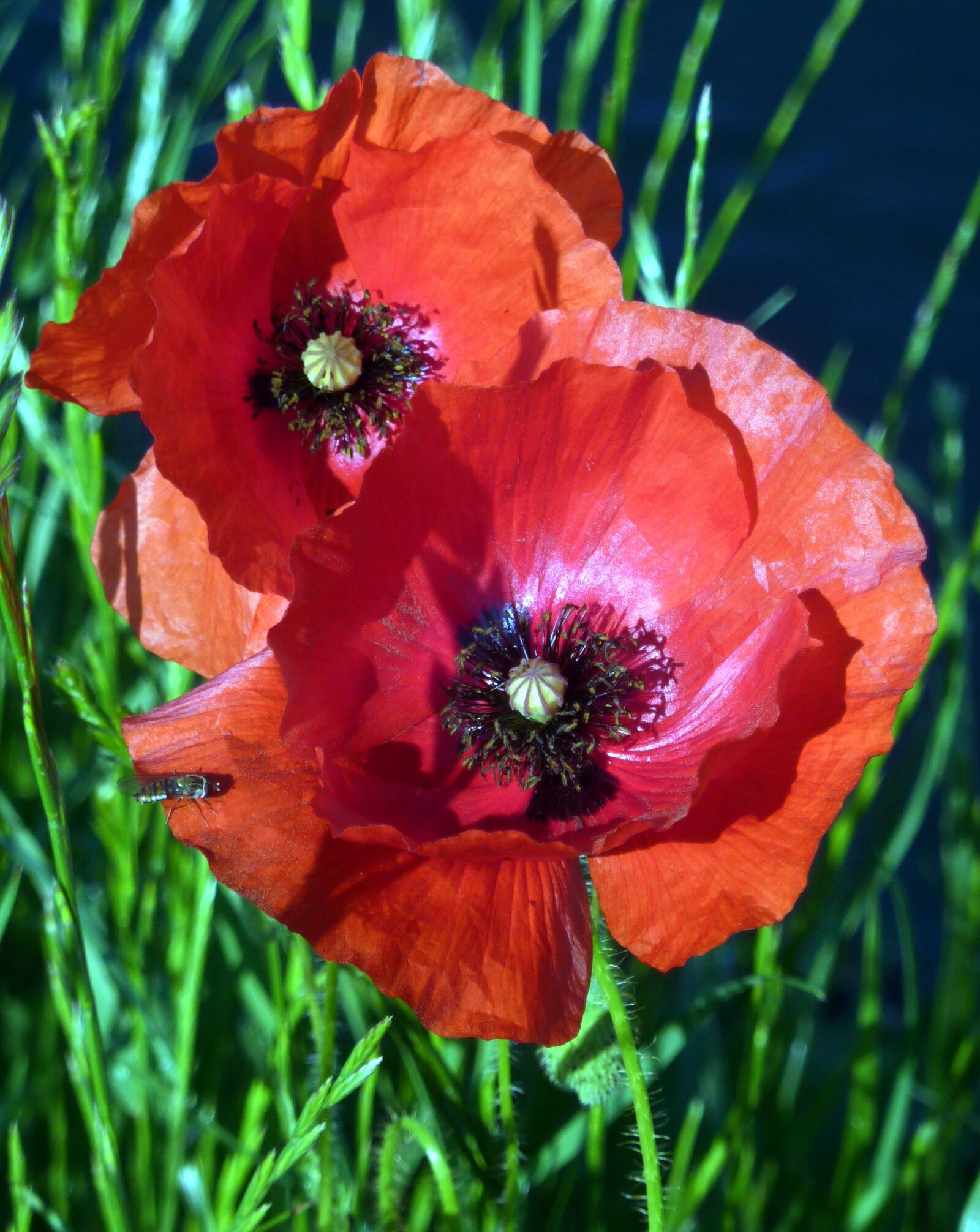 Panasonic DMC-TZ7 sample photo. Poppies, red, nature photography