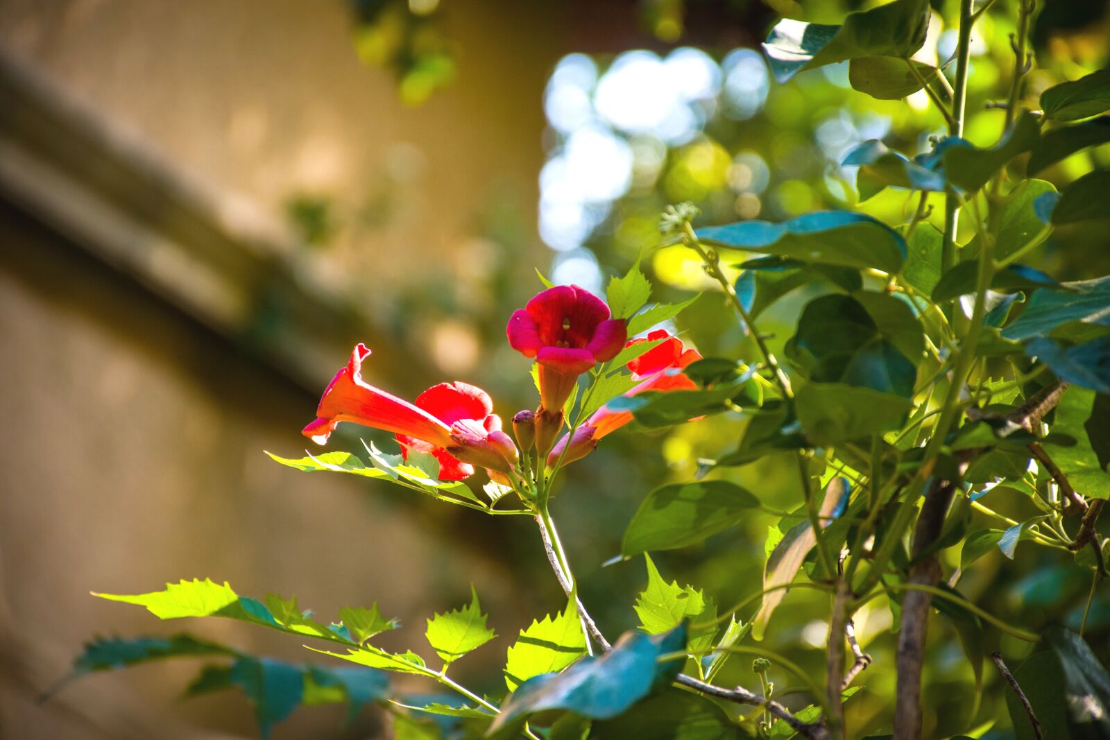 Nikon D5600 sample photo. Flowers, bloom, plants photography