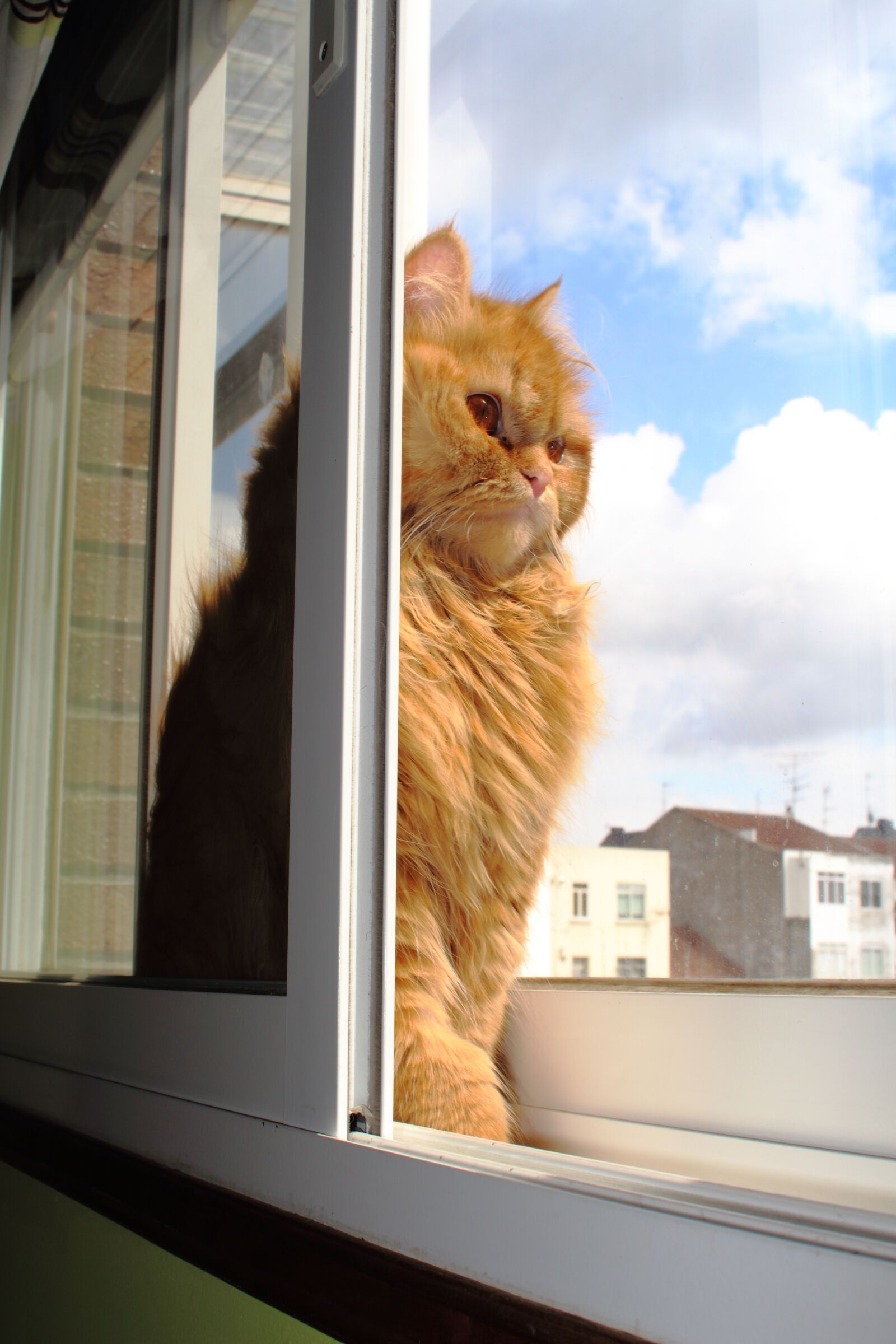 Canon EOS 650D (EOS Rebel T4i / EOS Kiss X6i) sample photo. Animals, cat, pet photography