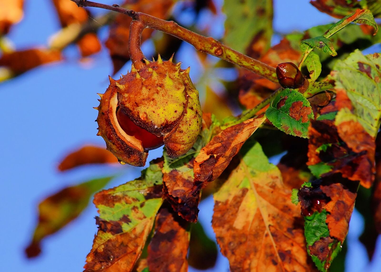 Sony a99 II sample photo. Chestnut, autumn, chestnut tree photography