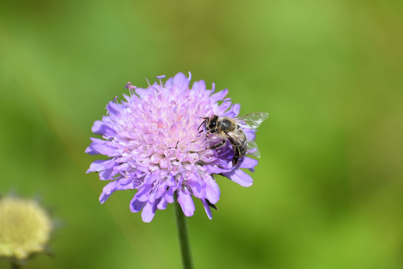 Nikon D3500 sample photo. Bee, honey bee, insect photography