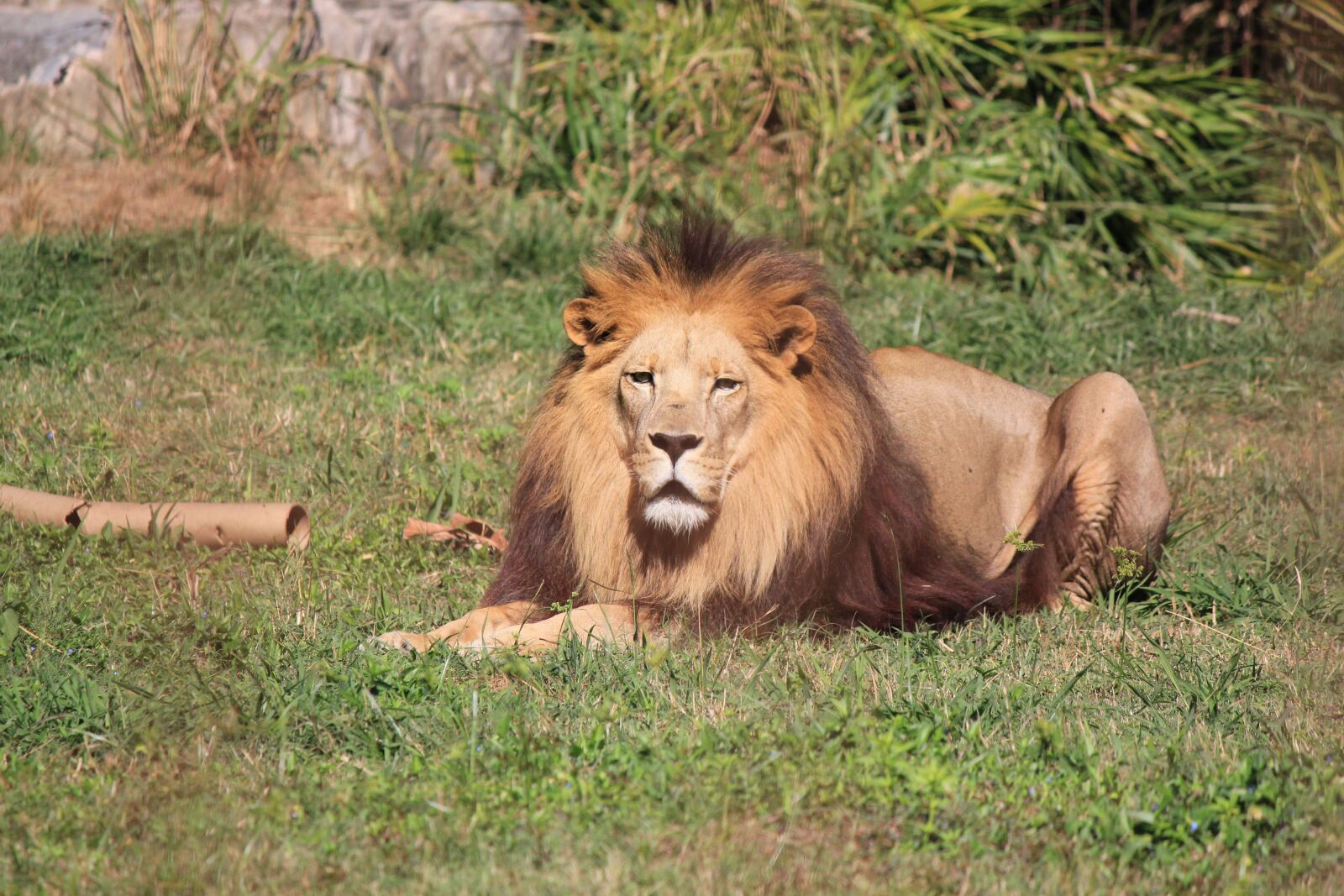 Canon EOS 550D (EOS Rebel T2i / EOS Kiss X4) sample photo. Lion, resting, male photography