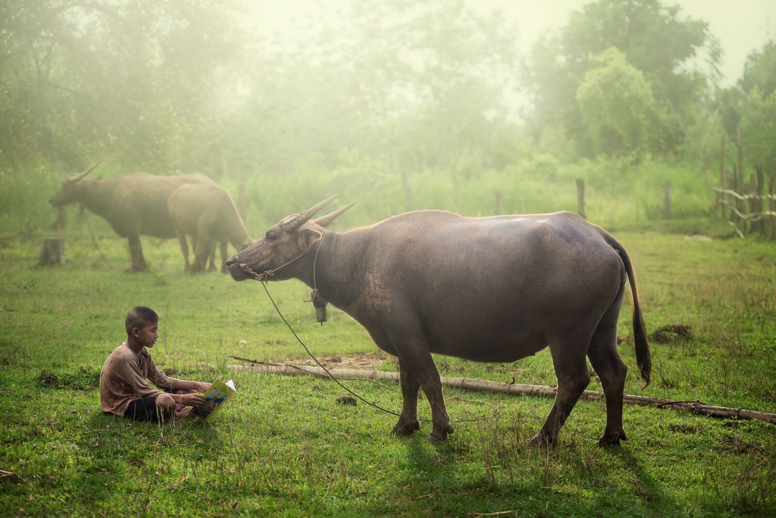 Nikon D600 sample photo. Buffalo, farmer, water photography