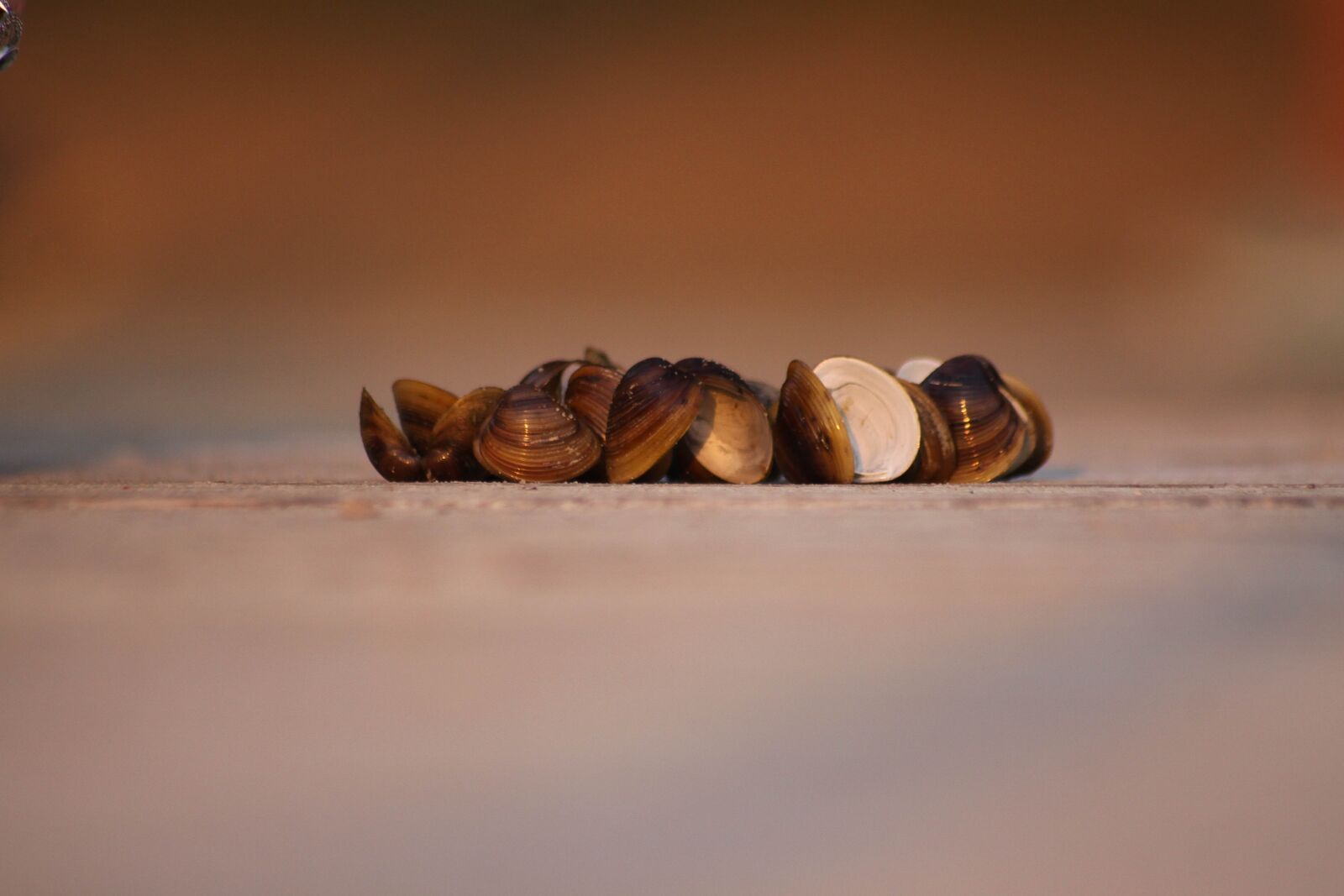 Canon EOS 50D sample photo. Seashell, sea, lake photography