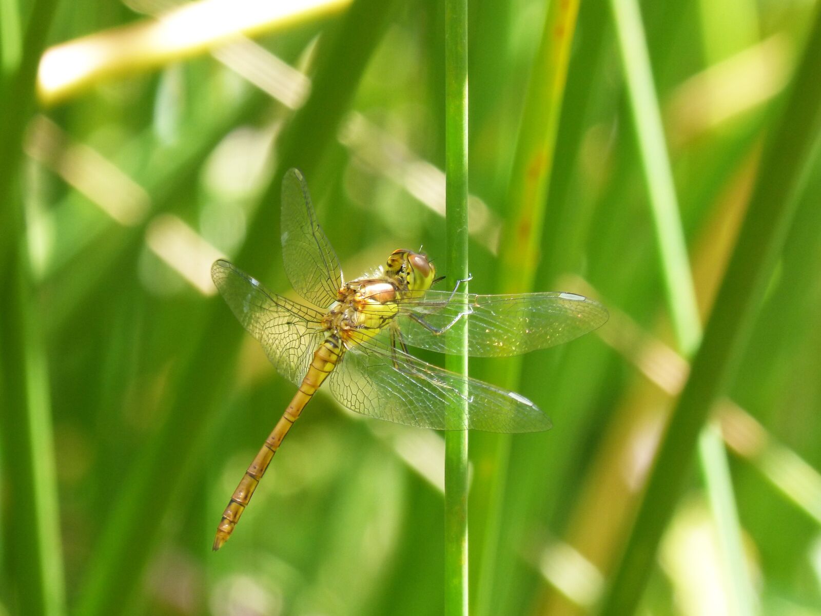 Panasonic DMC-FZ62 sample photo. Dragonfly amrilla, stem, wetland photography