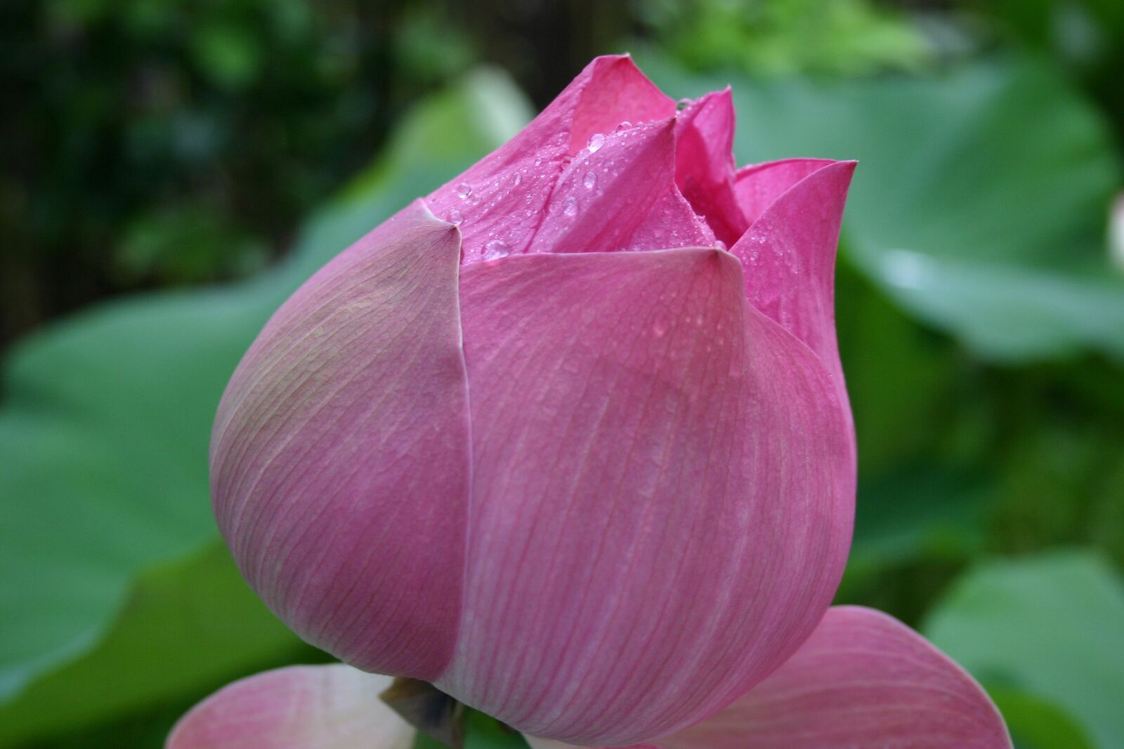 Canon EOS 300D (EOS Digital Rebel / EOS Kiss Digital) sample photo. Flower, lotus, asia photography