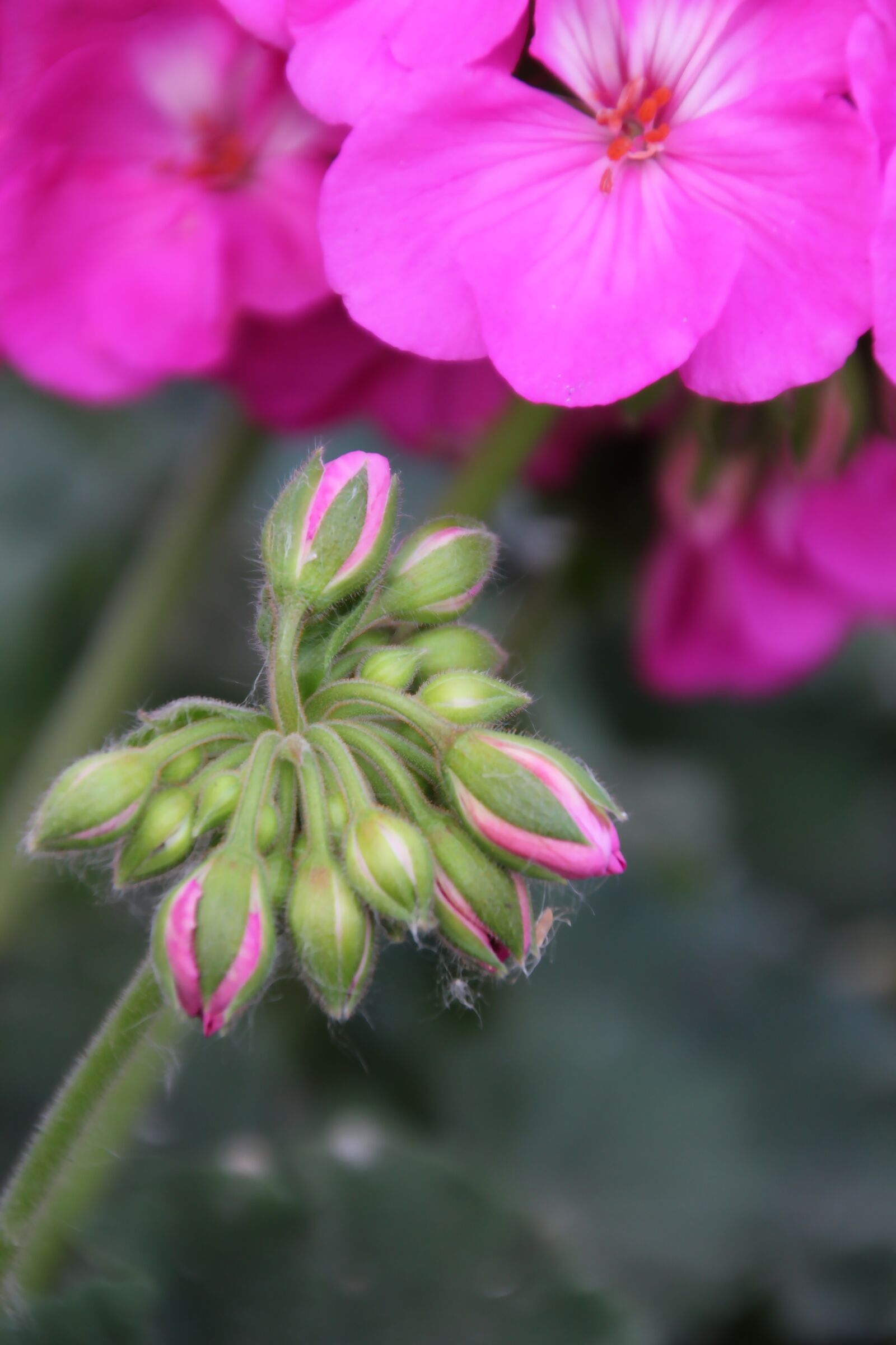 Canon EOS 650D (EOS Rebel T4i / EOS Kiss X6i) sample photo. Macro, flower, nature photography