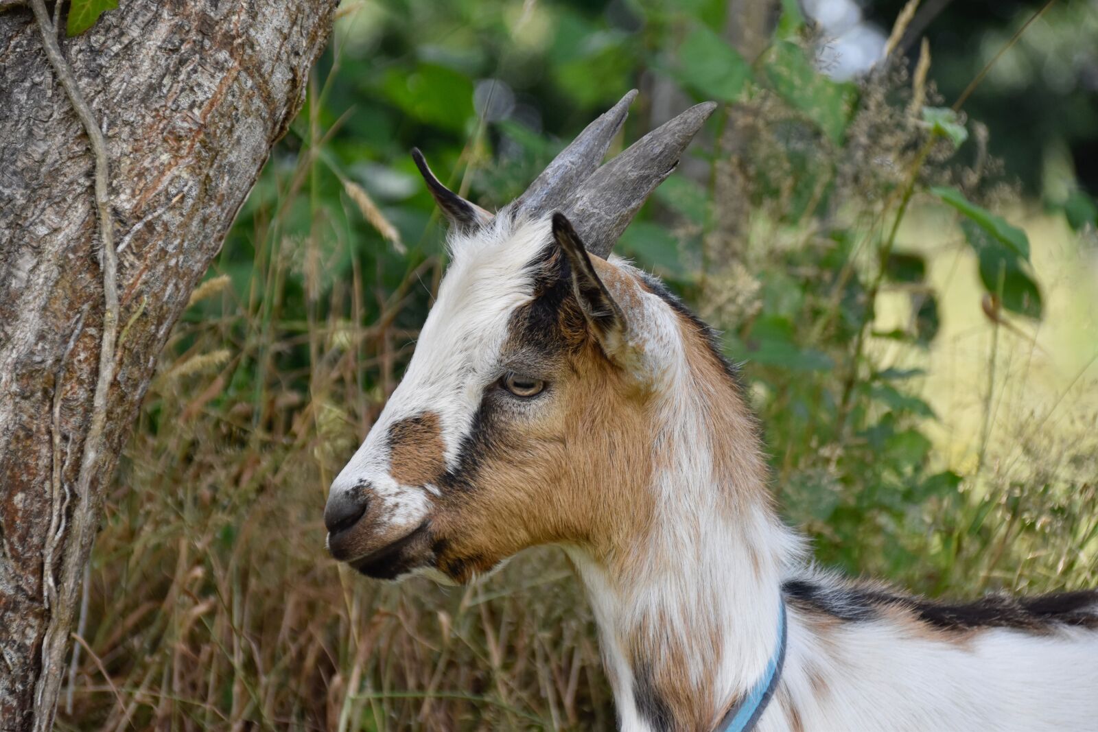 Nikon D5600 sample photo. Goat, goat p pito photography