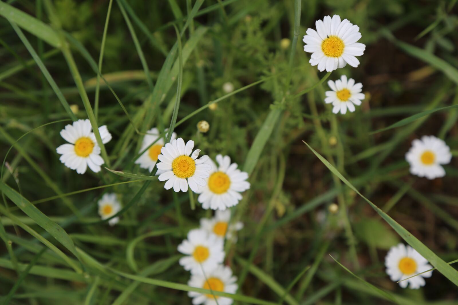 Canon EOS 5D Mark III sample photo. Daisy, spring, flower photography