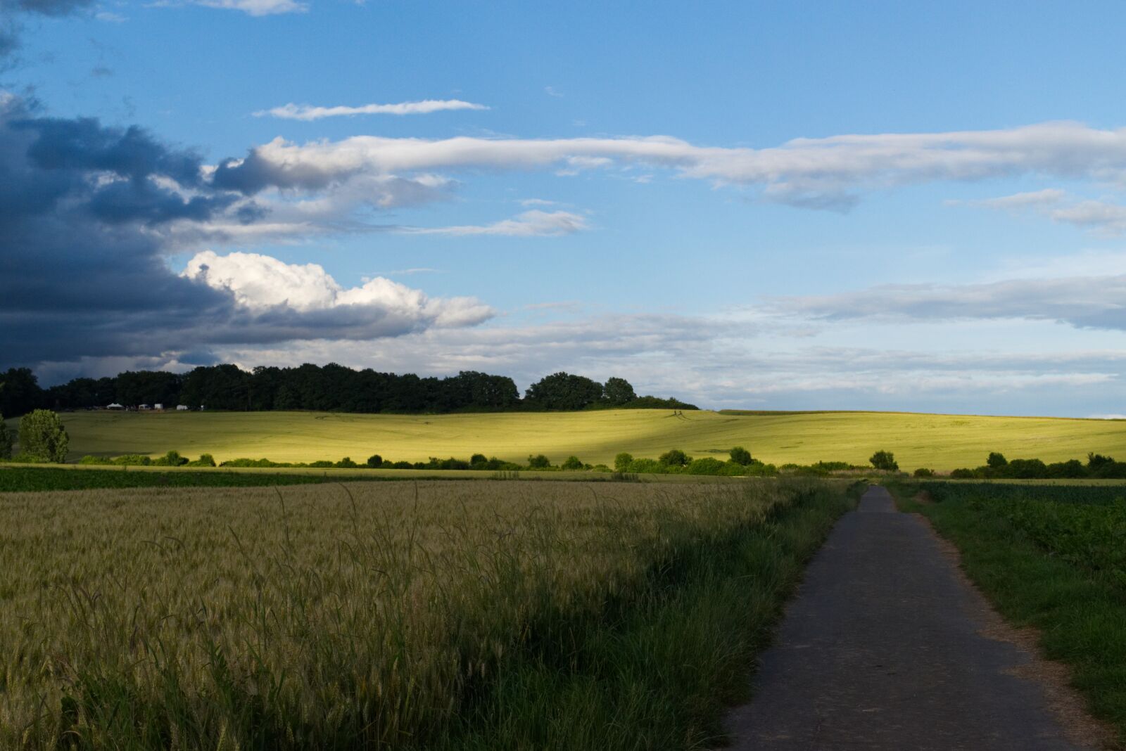 Nikon D5500 sample photo. Landscape, oilseed rape, clouds photography